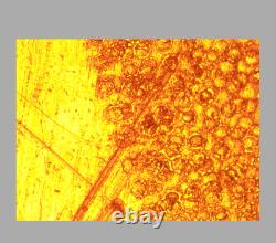 CLE Nikon LU Plan 10X / 0.30 A? /0 BD WD 15 Microscope Objective Lens 32mm