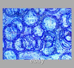 CLEAN GLASS Nikon BD Plan ELWD 40x/0.5 Microscope Objective Lens 210mm M26 33960