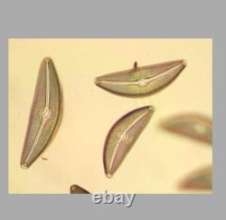 CLEAN Nikon Plan 40x/0.65 Microsco Objective Lens? /0.17 WD 0.57 for M25 34648