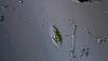 Can The Ciliate Catch The Little Green Ball