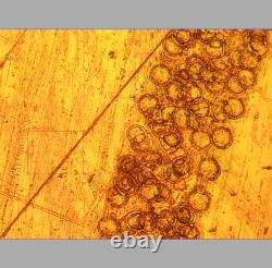 Exc NIKON CF PLAN 20X/0.46 BD MICROSCOPE OBJECTIVE LENS for M27 33878