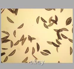 Exc Nikon Microscope Objective Lens Plan Fluor 10x/0.30 DIC L/N1 for M25 34649