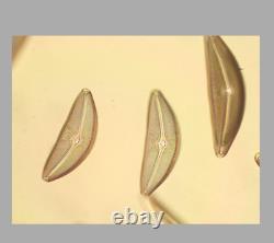 Exc Nikon Microscope Objective Lens Plan Fluor 40x/0.75 DIC M/N2 for M25 34650