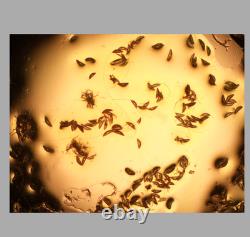 Exce CLEAN GLASS Nikon Plan 4x/0.10 Objective Lens? /- WD 30 for M25 34646