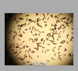 Exce CLEAN GLASS Nikon Plan 4x/0.10 Objective Lens? /- WD 30 for M25 34646