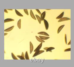 Exce Nikon Plan Apo 10x/0.45? /0.17 WD 4.0 Microscope Objective Lens M25