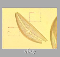 Exce Nikon Plan Apo 40x 0.95 160 0.11-0.23 Microscope Objective Lens RMS 34081