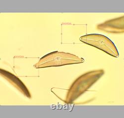 Mint Nikon Plan Apo 20x / 0.75 160/0.17 Microscope Objective Lens RMS 34021