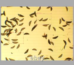 Mint Nikon Plan Apo 4x/0.20 160/- BLACK Red Stripe Microscope Objective 34164