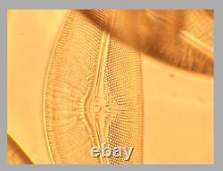 NMint Nikon Plan Apo 100 NCG 1.35 Oil 160 Microscope Objective Lens RMS 35368