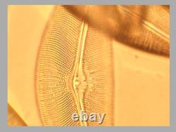 NMint Nikon Plan Apo 100 NCG 1.35 Oil 160 Microscope Objective Lens RMS 35368