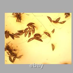 NearMint Nikon Plan 10x/0.25 Objective Lens? /- WD 10.5 for M25 34647