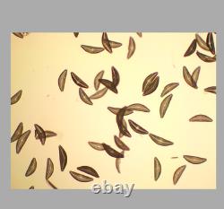 NearMint Nikon Plan 10x/0.25 Objective Lens? /- WD 10.5 for M25 34647