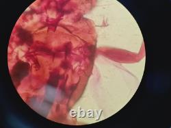 Nikon Eclipse E800 Microscope System with Plan Apo 40/60/100, V-PS100E Lab