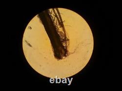 Nikon Plan Fluor 20x TL 160 NA 0.5 LWD Lens Microscope