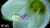 Self Pollination In A Flower Of Thymeleaf Speedwell 2025 Nikon Small World